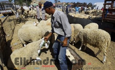 Aïd El Adha 2017 : Installation de 23 sites de vente directe de moutons 1