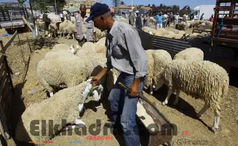 Aïd El Adha 2017 : Installation de 23 sites de vente directe de moutons