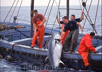 Thon rouge : le quota de pêche de l’Algérie pour 2018 revu à la hausse 1