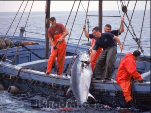 Thon rouge : le quota de pêche de l’Algérie pour 2018 revu à la hausse 2