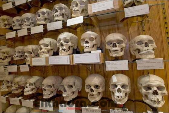 Mémoire : la France va restituer les crânes de martyrs Algériens 2