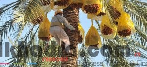 سوسة النخيل تتسبب بفساد 65 % من الإنتاج الوطني للتمور 2 سوسة النخيل تتسبب بفساد 65 % من الإنتاج الوطني للتمور 2