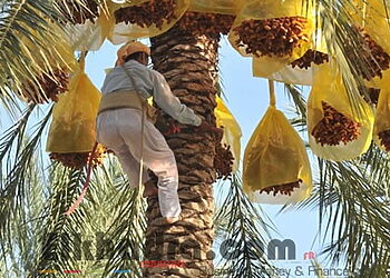 سوسة النخيل تتسبب بفساد 65 % من الإنتاج الوطني للتمور 18