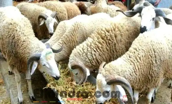Services vétérinaires: le cheptel ovin n’est pas exposé au risque de la fièvre aphteuse