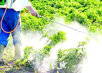 Agriculture : la lutte biologique comme alternative aux pesticides à Chlef 2
