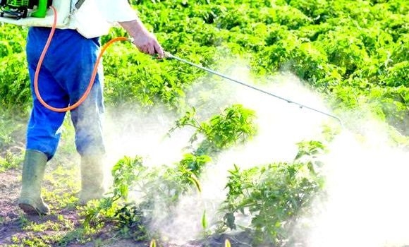 Agriculture : la lutte biologique comme alternative aux pesticides à Chlef 1