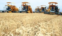 L'Algérie compte réduire ses importations céréalières de 25% en 2021/2022 5 L'Algérie compte réduire ses importations céréalières de 25% en 2021/2022 5