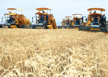 L'Algérie compte réduire ses importations céréalières de 25% en 2021/2022 5