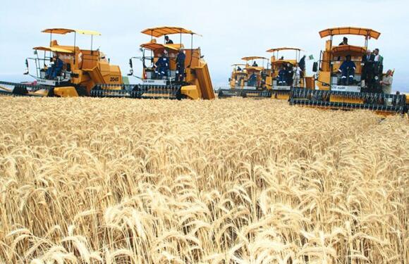 L’Algérie compte réduire ses importations céréalières de 25% en 2021/2022