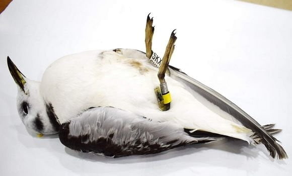 Jijel: une mouette tridactyle baguée par un musée norvégien trouvée morte 1