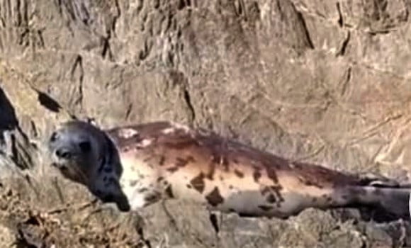 Jijel: apparition rare d’un phoque moine de Méditerranée
