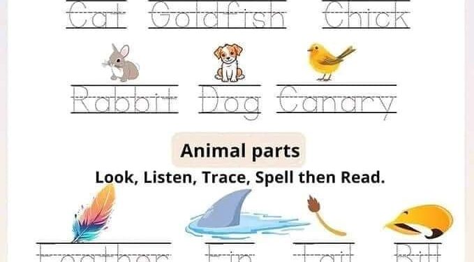 مراجعة انجليزية السنة الثالثة 3 ابتدائي الفصل الثالث 1