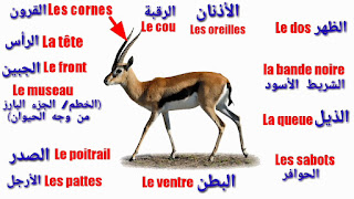 production écrite La gazelle pour les 5 ap. تعبير عن الغزالة لتلاميذ السنة الخامسة ابتدائي 1
