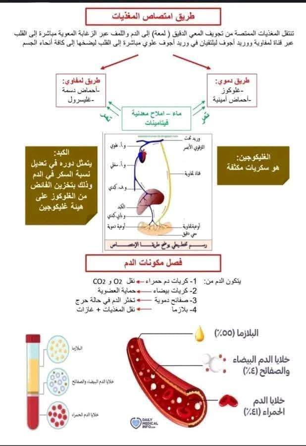 السنة الرابعة متوسط اليكم ملخص التغذية عند الانسان لتثبيت دروس الفصل الأول 4