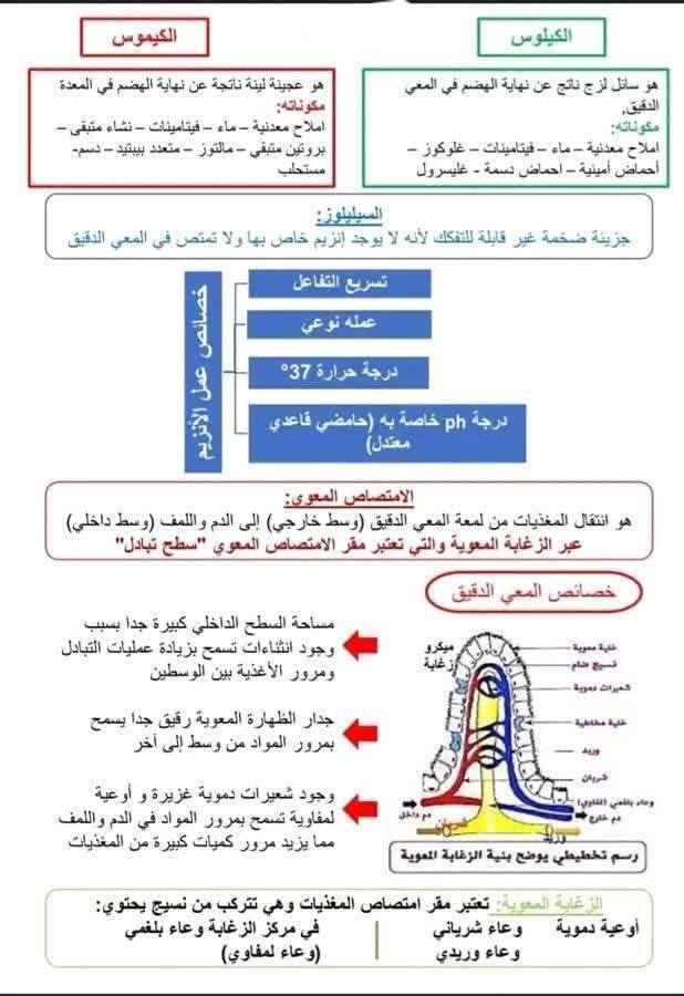 السنة الرابعة متوسط اليكم ملخص التغذية عند الانسان لتثبيت دروس الفصل الأول 3