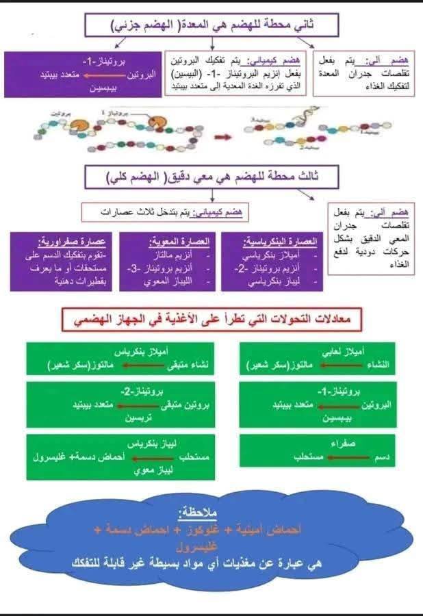 السنة الرابعة متوسط اليكم ملخص التغذية عند الانسان لتثبيت دروس الفصل الأول 2