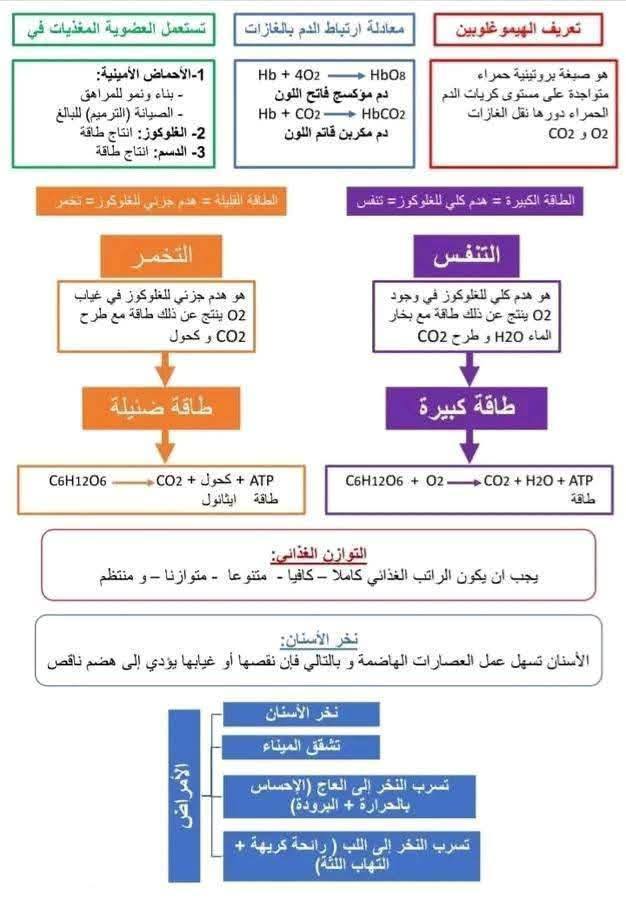 السنة الرابعة متوسط اليكم ملخص التغذية عند الانسان لتثبيت دروس الفصل الأول 1