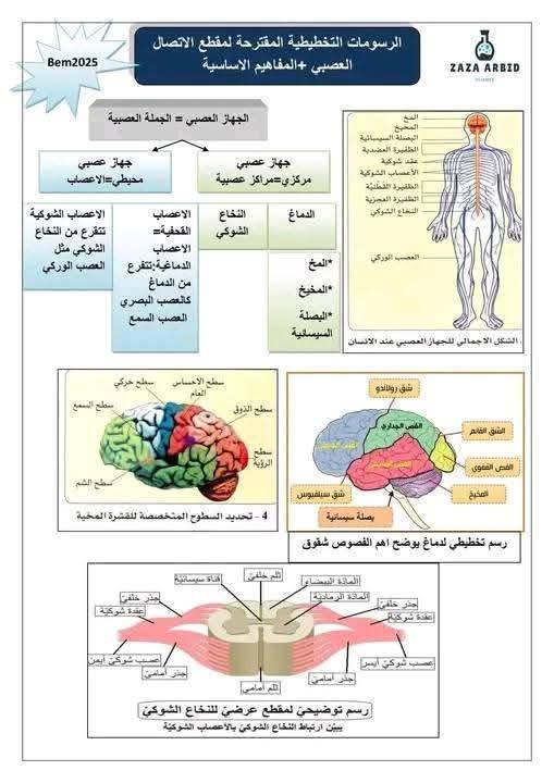 الرابعةمتوسط  أهم الرسومات الخاصة بمقطع الاتصال العصبي مفاهيم اساسية حول الاتصال العصبي 3