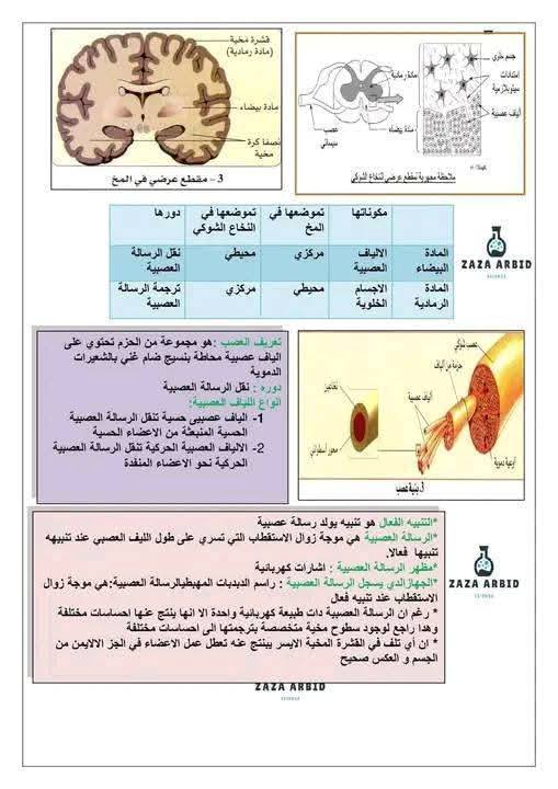 الرابعةمتوسط  أهم الرسومات الخاصة بمقطع الاتصال العصبي مفاهيم اساسية حول الاتصال العصبي 1