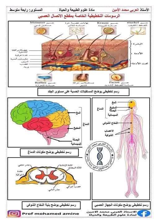 الرابعةمتوسط  أهم الرسومات الخاصة بمقطع الاتصال العصبي مفاهيم اساسية حول الاتصال العصبي 9