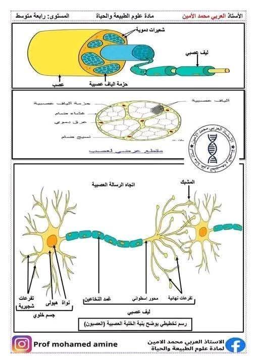 الرابعةمتوسط  أهم الرسومات الخاصة بمقطع الاتصال العصبي مفاهيم اساسية حول الاتصال العصبي 8