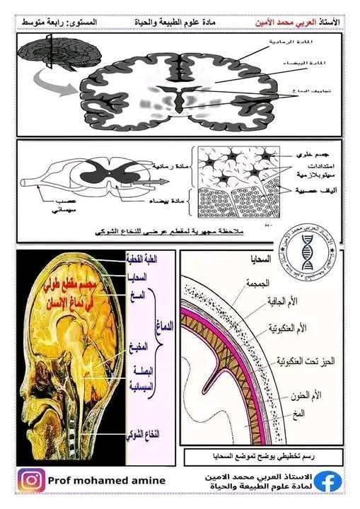 الرابعةمتوسط  أهم الرسومات الخاصة بمقطع الاتصال العصبي مفاهيم اساسية حول الاتصال العصبي 7