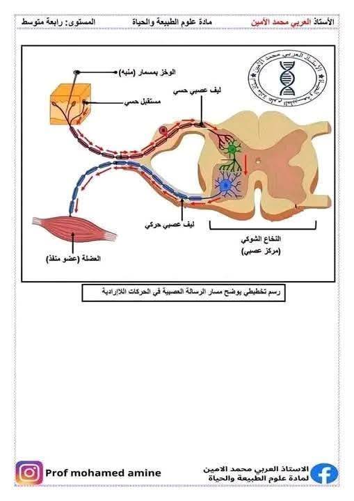 الرابعةمتوسط  أهم الرسومات الخاصة بمقطع الاتصال العصبي مفاهيم اساسية حول الاتصال العصبي 5