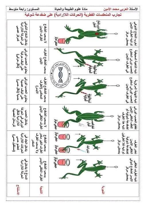 الرابعةمتوسط  أهم الرسومات الخاصة بمقطع الاتصال العصبي مفاهيم اساسية حول الاتصال العصبي 4