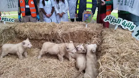 Naissance de cinq lionceaux de lion blanc au parc zoologique La Concorde civile d'Alger